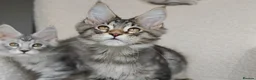 Maine Coon cats for sale: Full pedigree Maine Coon kittens - Advert 12