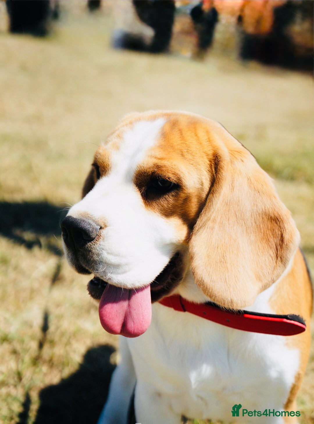 Beagle dogs for sale: Beagle  - Advert 6