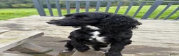 Cockapoo dogs for sale: Toy Cockapoo Puppies  - Advert 18