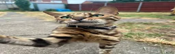 Bengal cats for sale: Bengal female  - Advert 7