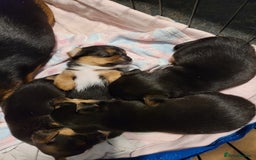 Mixed Breed dogs for sale: 3 chorkie boys left for sale - Image 8