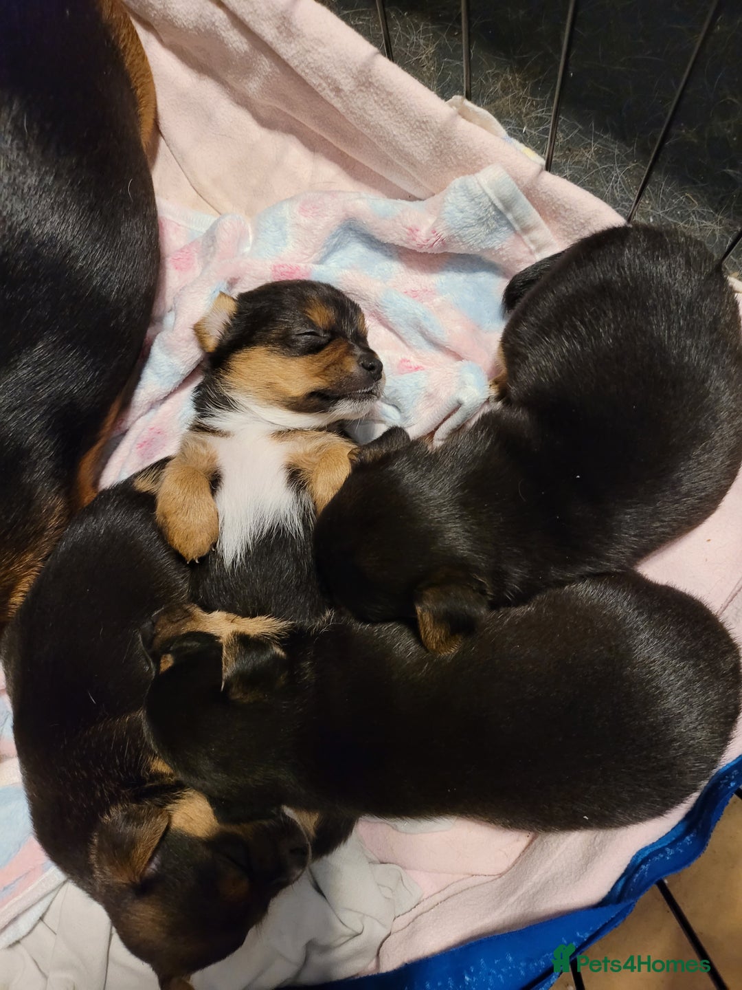 Mixed Breed dogs for sale: 3 chorkie boys left for sale - Image 8
