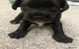 Mixed Breed dogs for sale: Schnockers  - Image 7