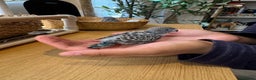 Budgerigars birds for sale: Blackface,blackwing,spilt-helicopter baby budgies  - Advert 9