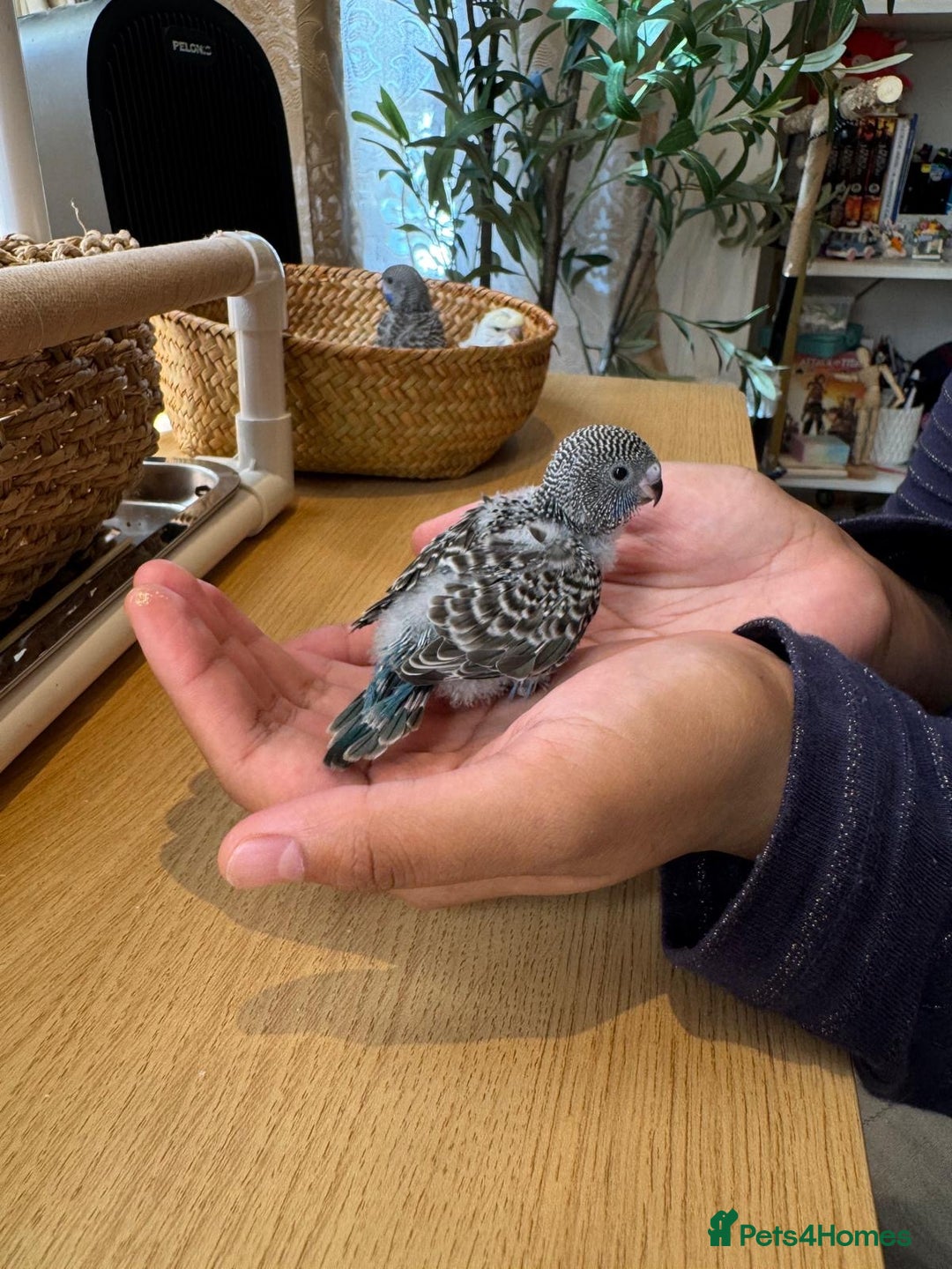 Budgerigars birds for sale: Blackface,blackwing,spilt-helicopter baby budgies  - Advert 9