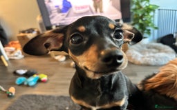 Mixed Breed dogs for sale: Rehoming Chiweenie - 2 Years Old  - Image 3