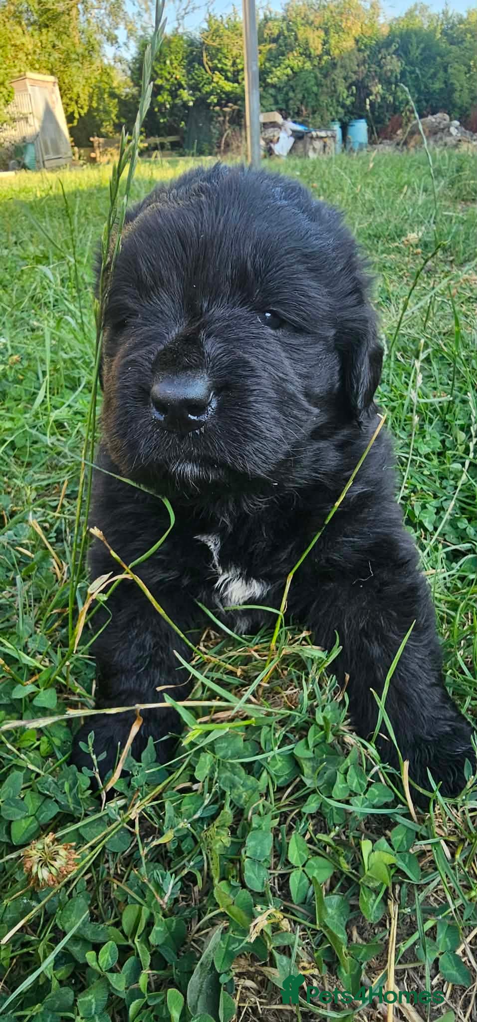 Newfoundland dogs Beautiful KC Registered Newfoundland Puppies!! - Advert 2