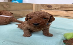 Cockapoo dogs for sale: Fox red cockapoo's - Image 6