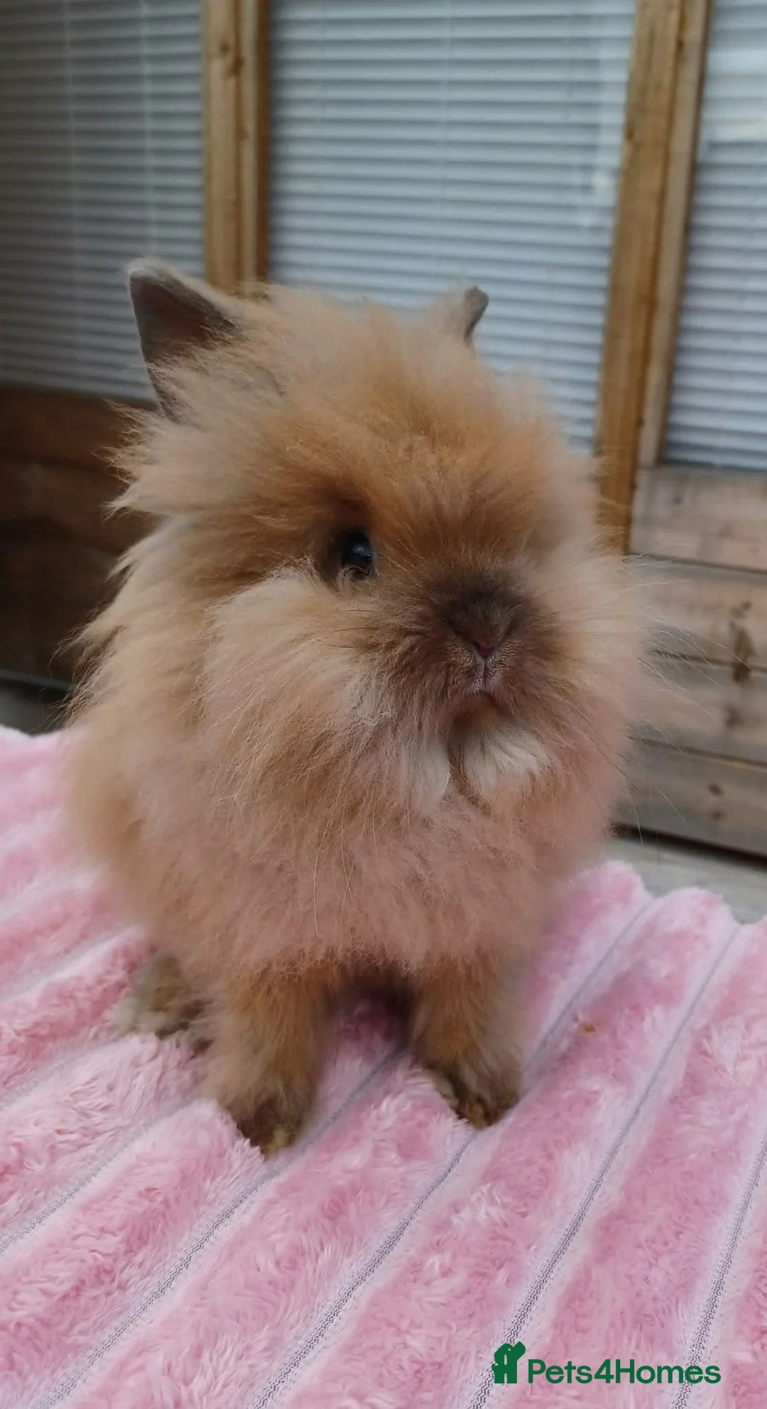 Lionhead rabbits for sale: Lionhead buns - Advert 2