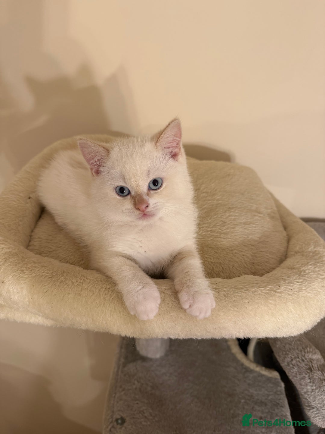 British Shorthair cats for sale: Female pure bred British short hair - Advert 3