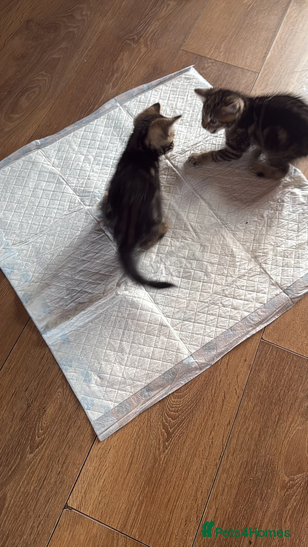 Mixed Breed cats for sale: Kittens  - Advert 6