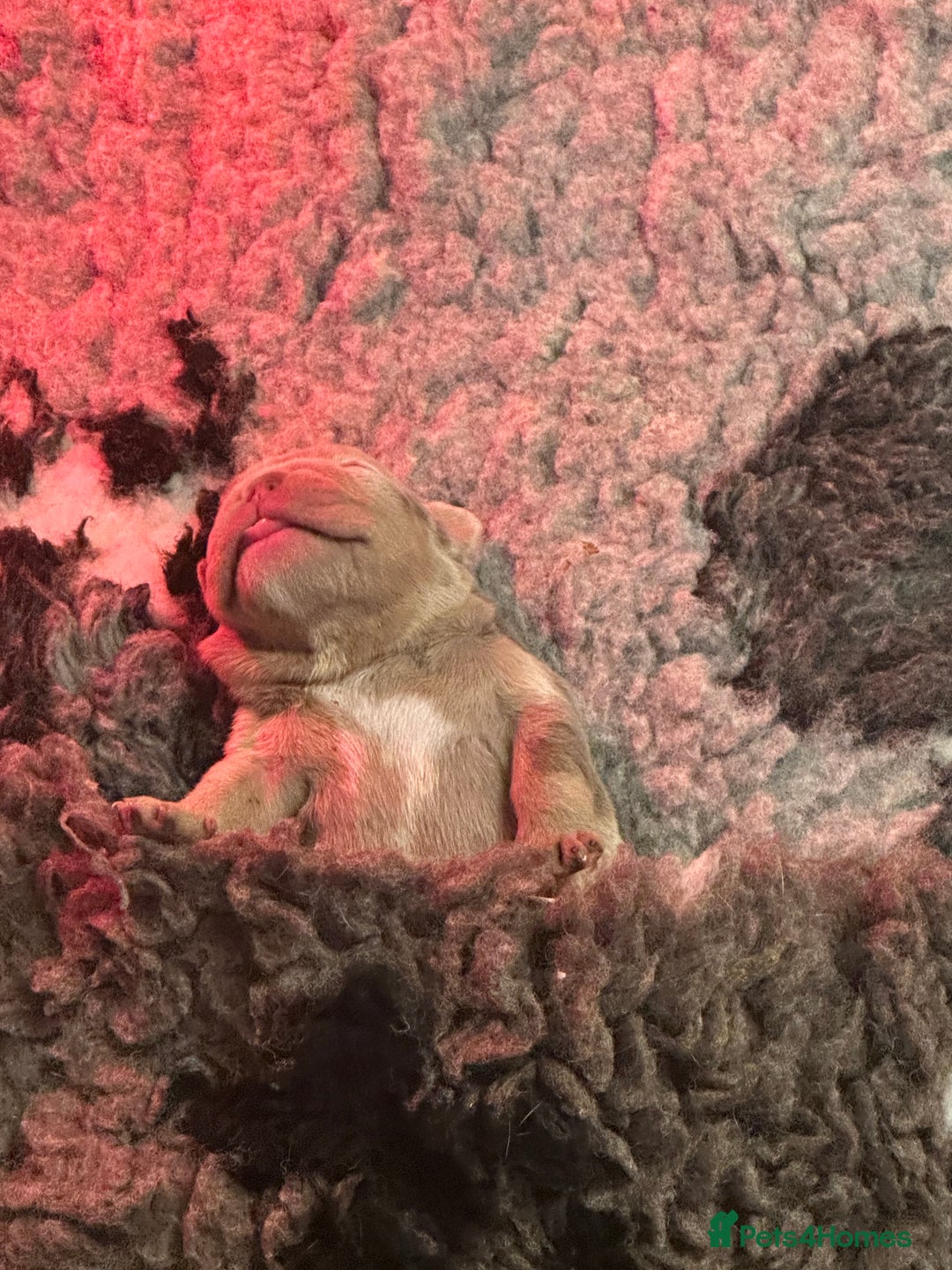 English Bulldog dogs for sale: English bulldog puppies - Image 25