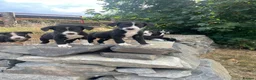 Mixed Breed dogs for sale: Working dogs - Advert 3