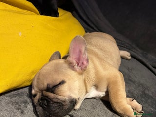 French Bulldog dogs KC, standard colours French Bulldog puppies🐾 - Advert 10