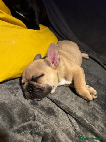 French Bulldog dogs KC, standard colours French Bulldog puppies🐾 - Advert 2
