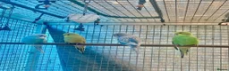 Budgerigars birds for sale: Baby tammed budgies for sale  in Windlesham - Advert 6