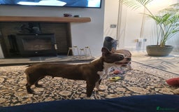 Boston Terrier dogs for sale: Outstanding Blue/Champagne Boston pups - Image 13