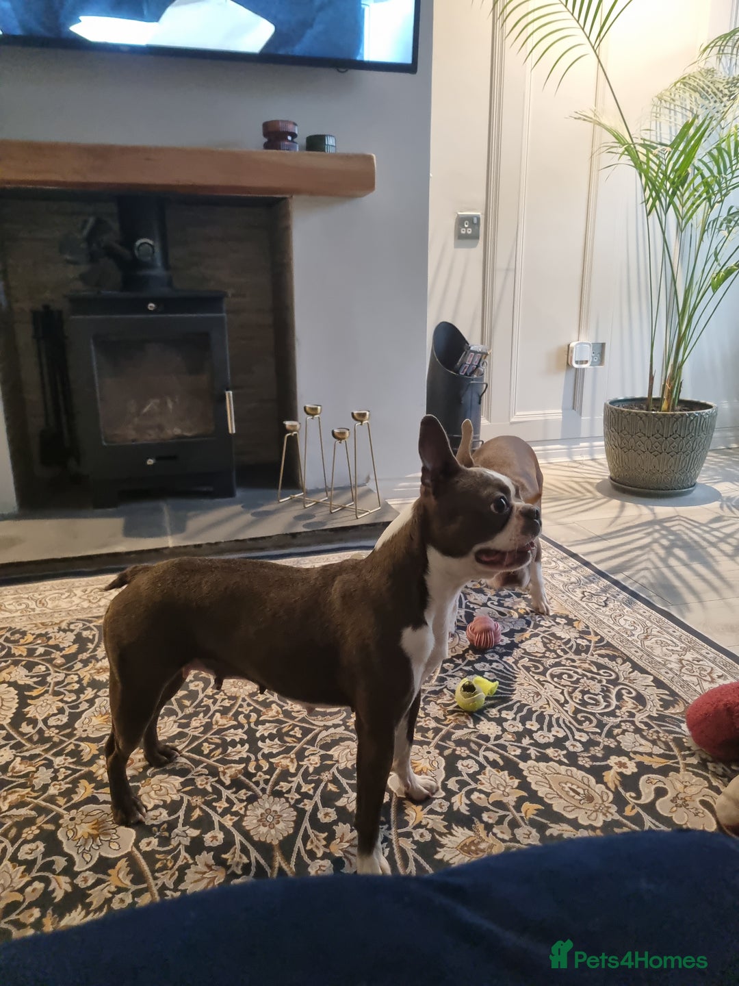 Boston Terrier dogs for sale: Outstanding Blue/Champagne Boston pups - Image 13