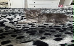 Maine Coon cats for sale: BEAUTIFUL FULL MAINE COON KITTENS AVAILABLE NOW 🐱 - Advert 13