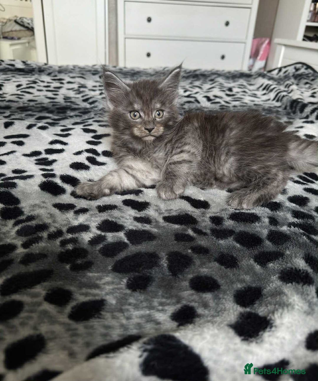 Maine Coon cats for sale: BEAUTIFUL FULL MAINE COON KITTENS AVAILABLE NOW 🐱 - Advert 13