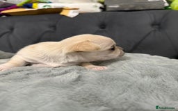 Chihuahua dogs for sale: Puppies chihuahuas 1 boy and 2 little princesses  - Image 6