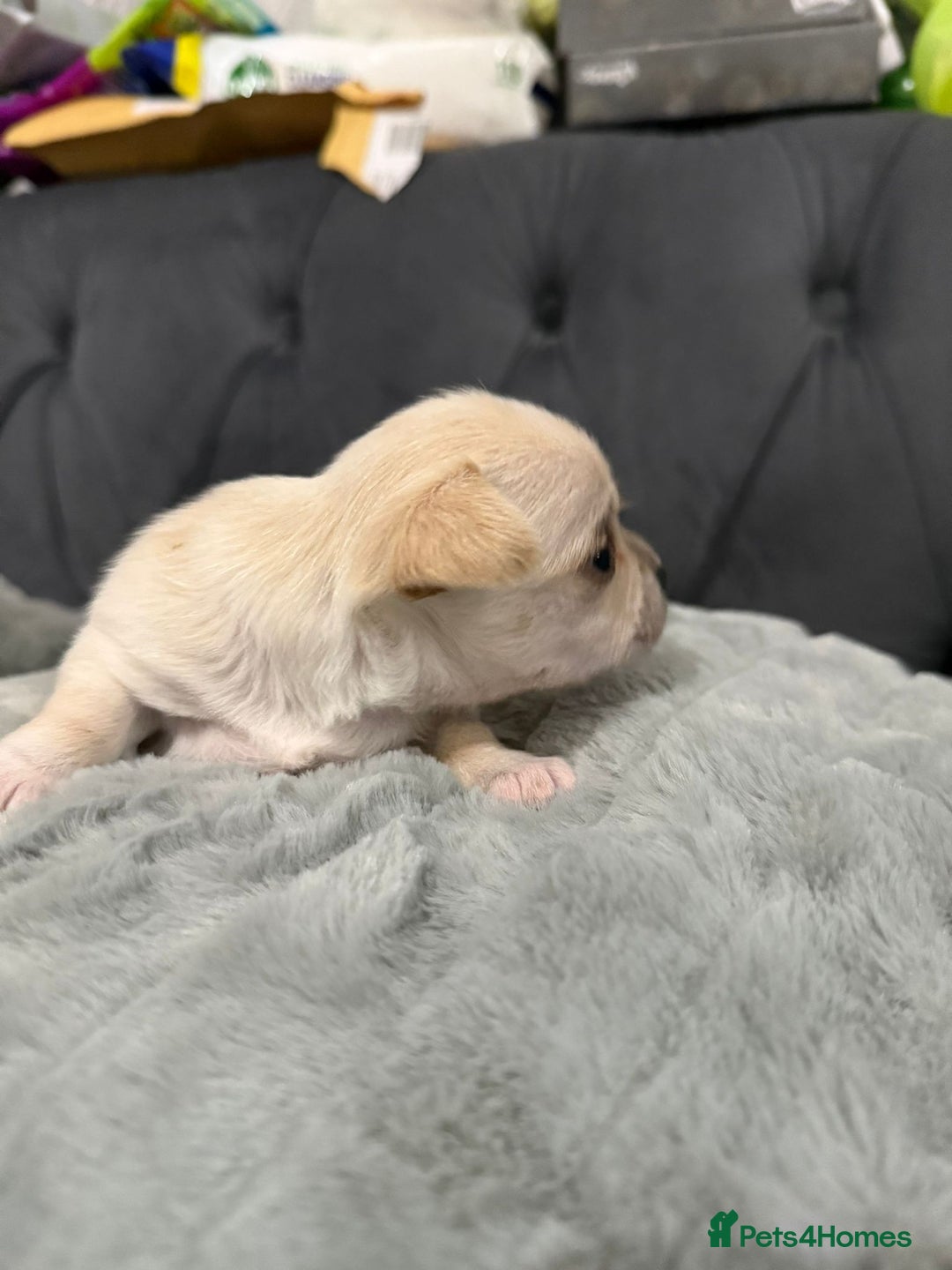 Chihuahua dogs for sale: Puppies chihuahuas 1 boy and 2 little princesses  - Image 6