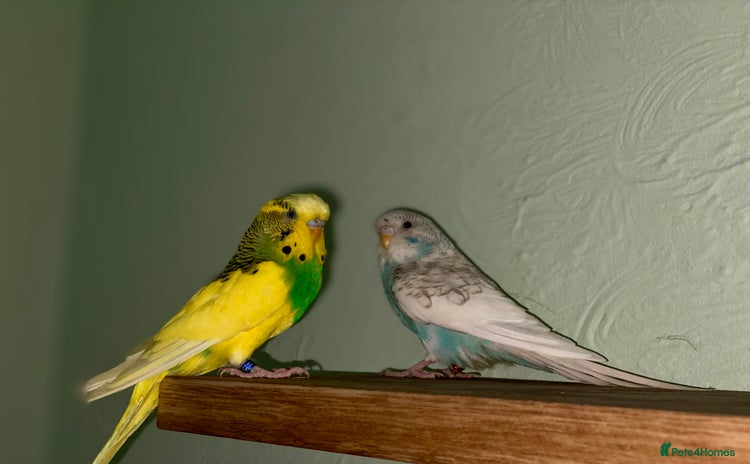 Budgerigars birds - Advert 1