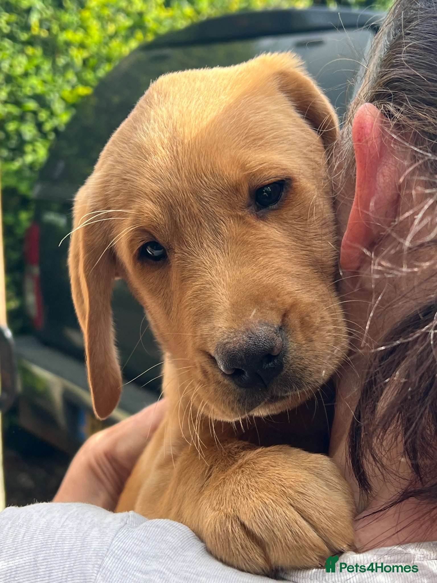Labrador Retriever dogs Gorgeous Labrador Boy Puppies READY NOW - Advert 2