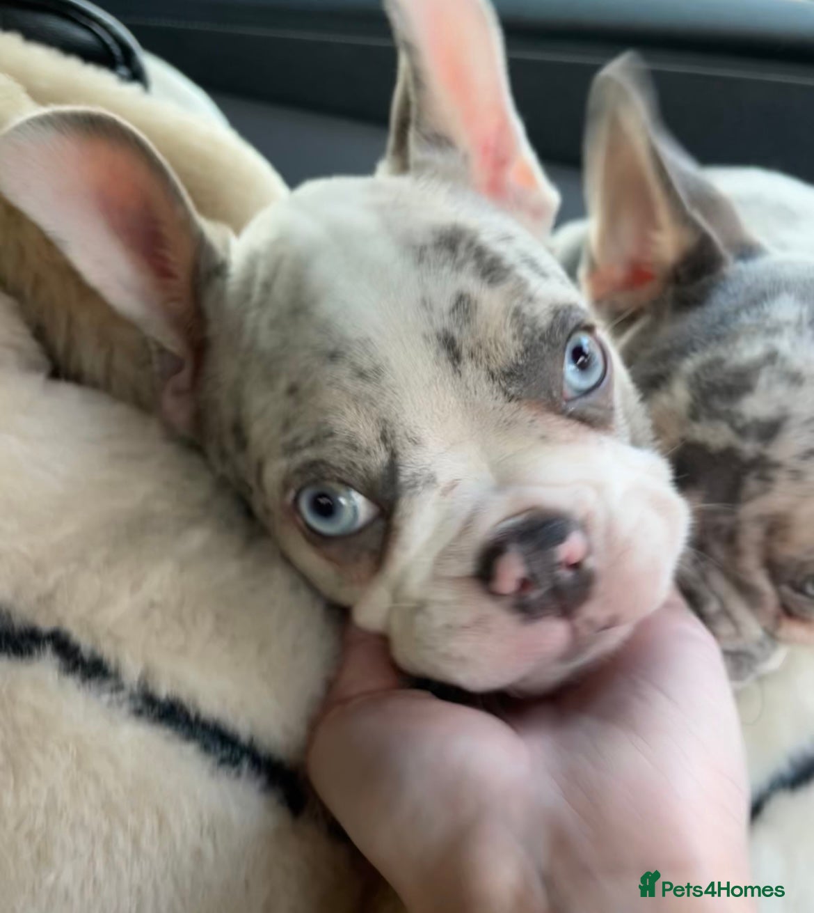 French Bulldog dogs 2 French bulldog puppies - Advert 2