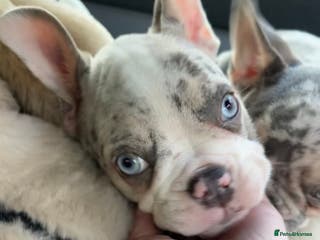 French Bulldog dogs 2/8 French bulldog puppies left - Advert 1