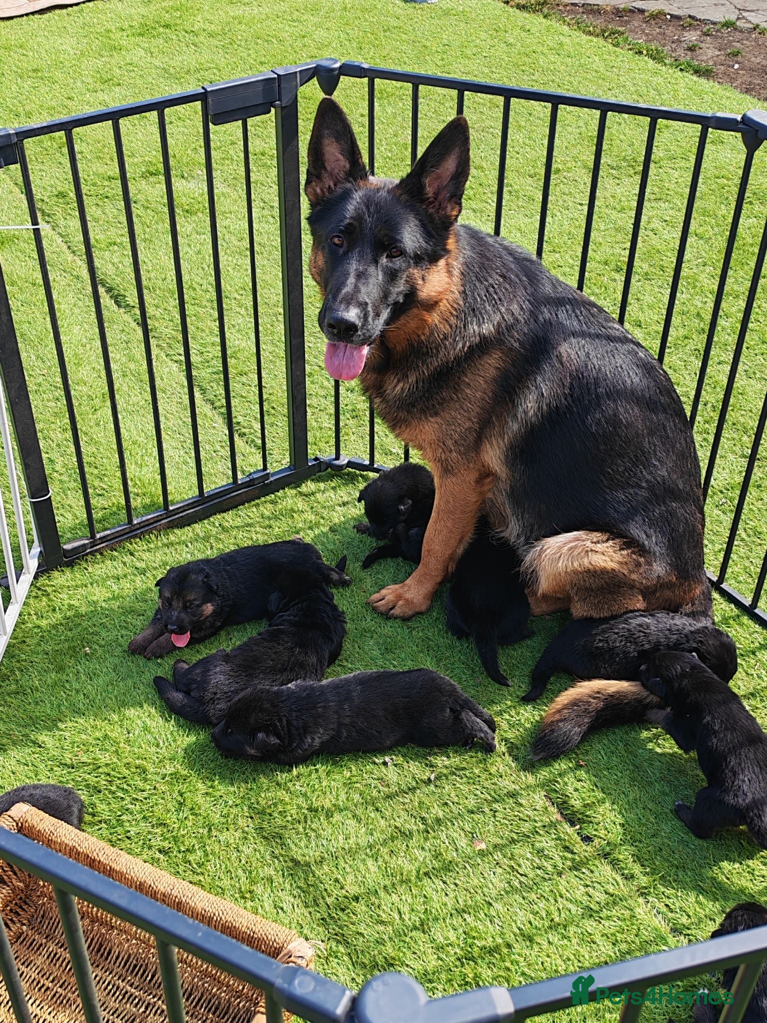 German Shepherd dogs German Shepherd Puppies Available 🐾 - Advert 6
