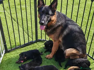 German Shepherd dogs German Shepherd Puppies Available 🐾 - Advert 6