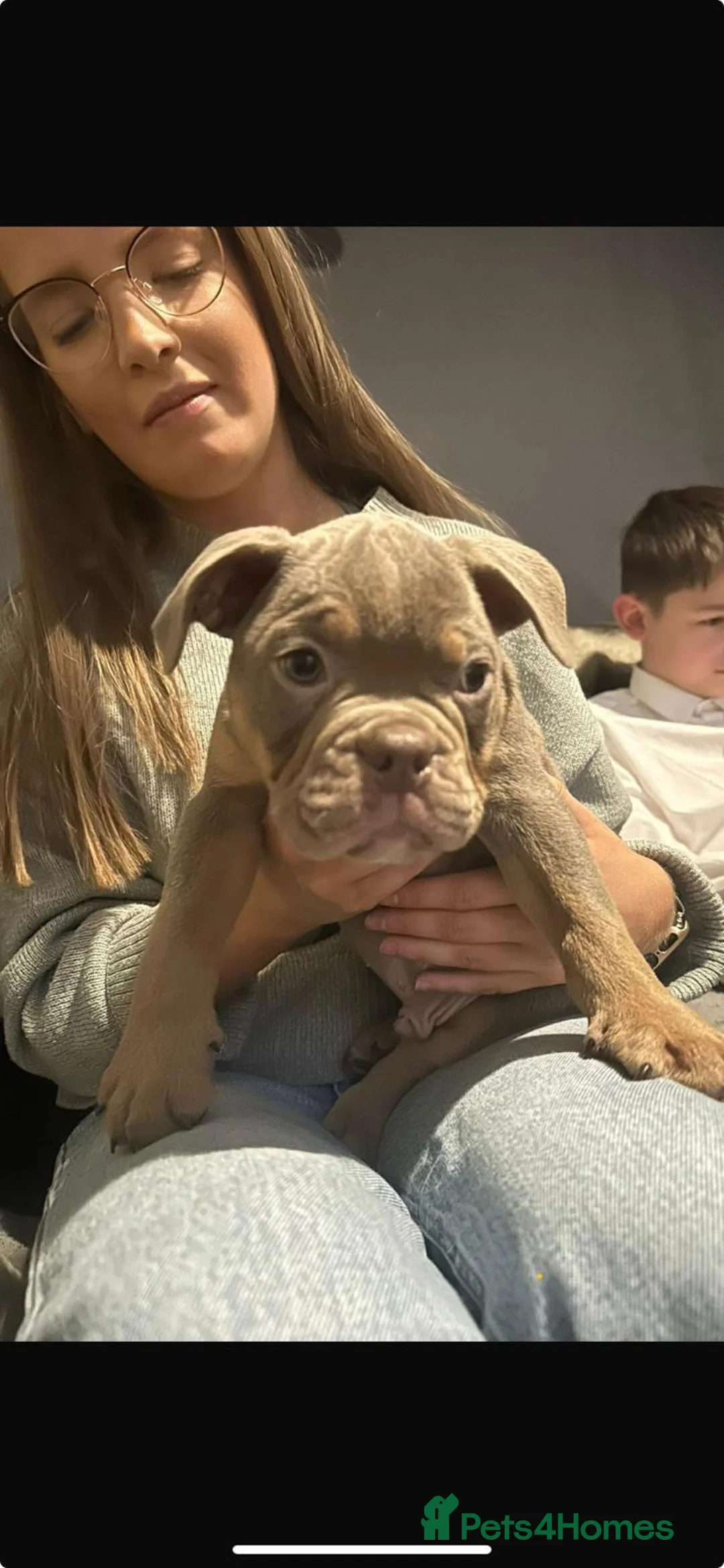 Old Tyme Bulldog dogs for sale: 7 full bred old tyme bulldogs  - Advert 17