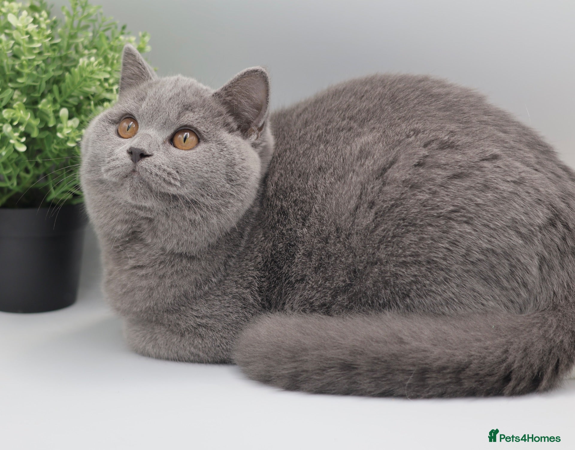 British Shorthair cats for sale: PEDIGREE REGISTERED CHUNKY BRITISH SHORTHAIRS - Advert 2