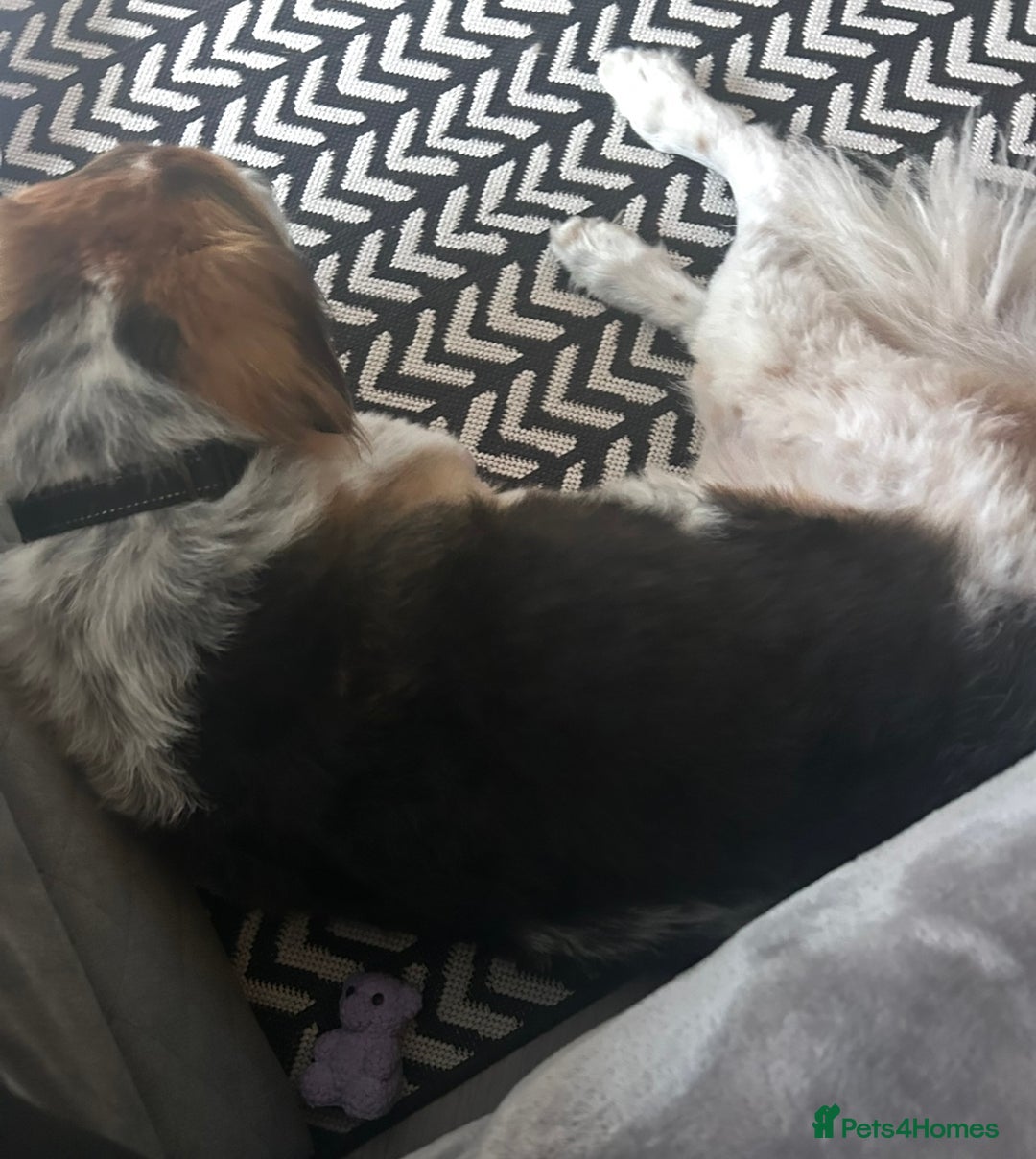 Australian Shepherd dogs for sale: Lukey - Image 4