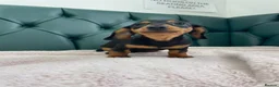 Miniature Dachshund dogs for sale: 5⭐️Licensed. PRA clear mini daxis - Advert 4