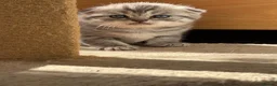 Scottish Fold cats for sale: 😊Tabby Scottish fold  - Advert 9