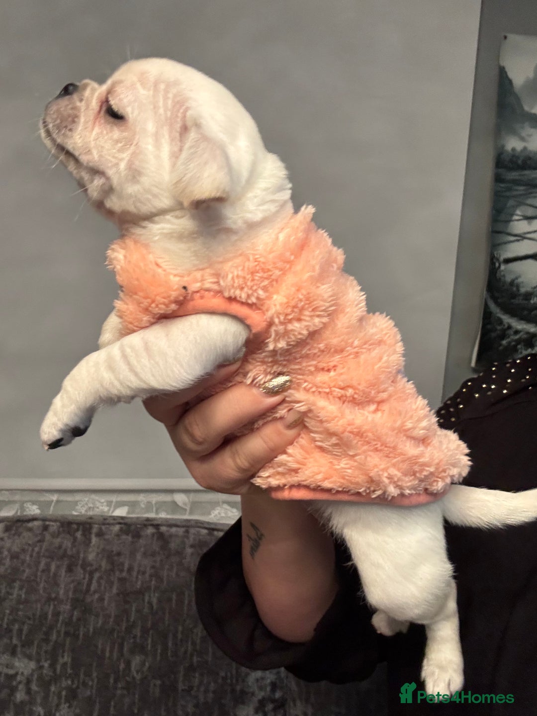 Chug dogs for sale: Lovely playful Chihuahua x Pug Puppies Boys Girls  - Advert 16