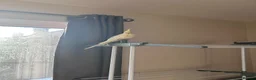 Cockatiels birds for sale: Loving male cockatiel looking for home in Reading - Advert 7
