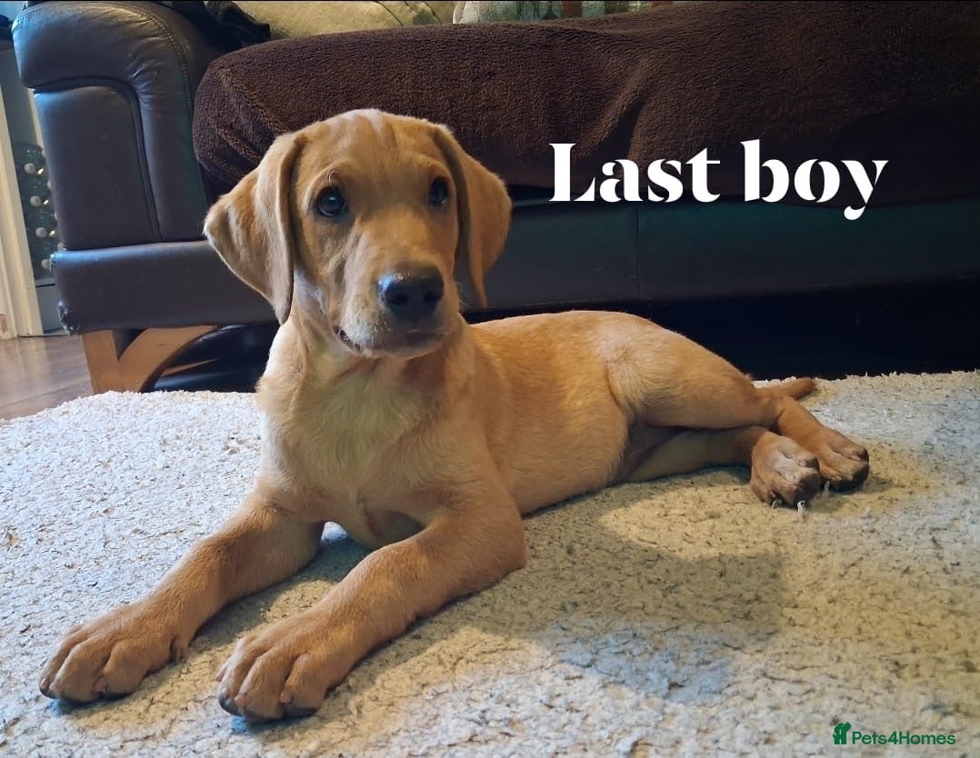 Labrador Retriever dogs Kc reg fox red labs - Advert 1