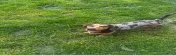 Miniature Dachshund dogs for stud: Mylo  in Westbury - Advert 3