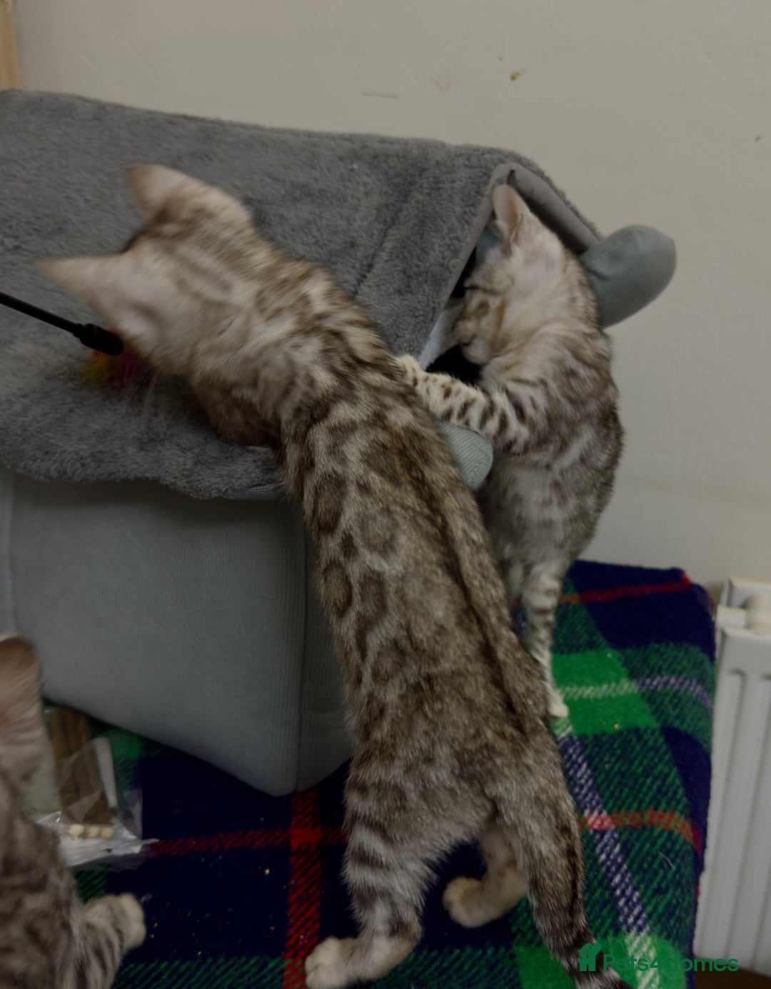 Bengal cats for sale: purebred Bengal kittens - Advert 3