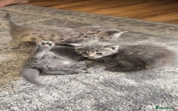 British Shorthair cats for sale: Beautiful two British short hairs ready to go - Image 3