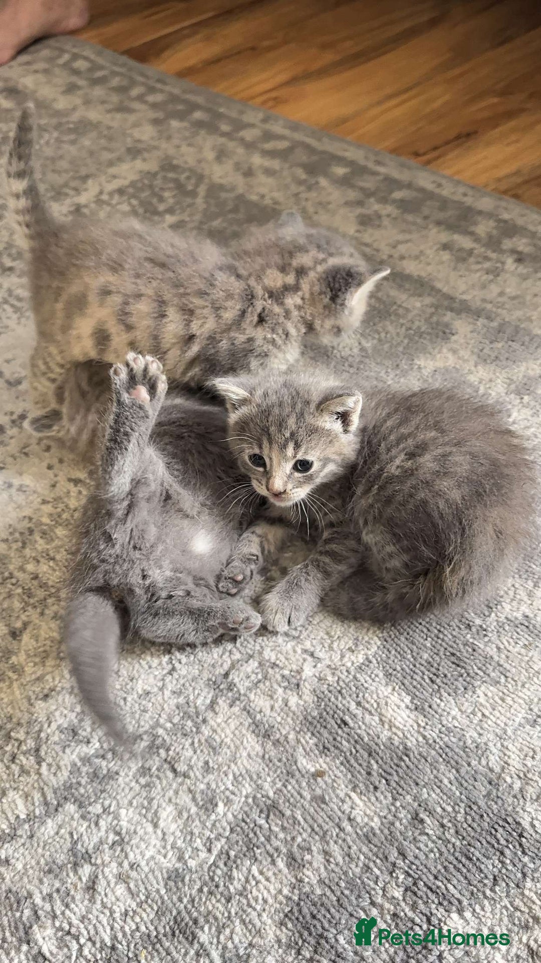 British Shorthair cats for sale: Beautiful two British short hairs ready to go - Image 3