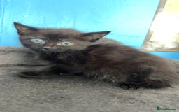 Mixed Breed cats for sale: 4 beautiful black and tabby kittens - Image 2