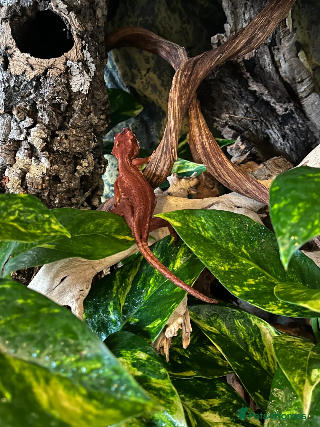 Gecko reptiles for sale: Red Stripe Gargoyle Gecko - Advert 4