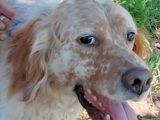 English Setter dogs - Advert 8