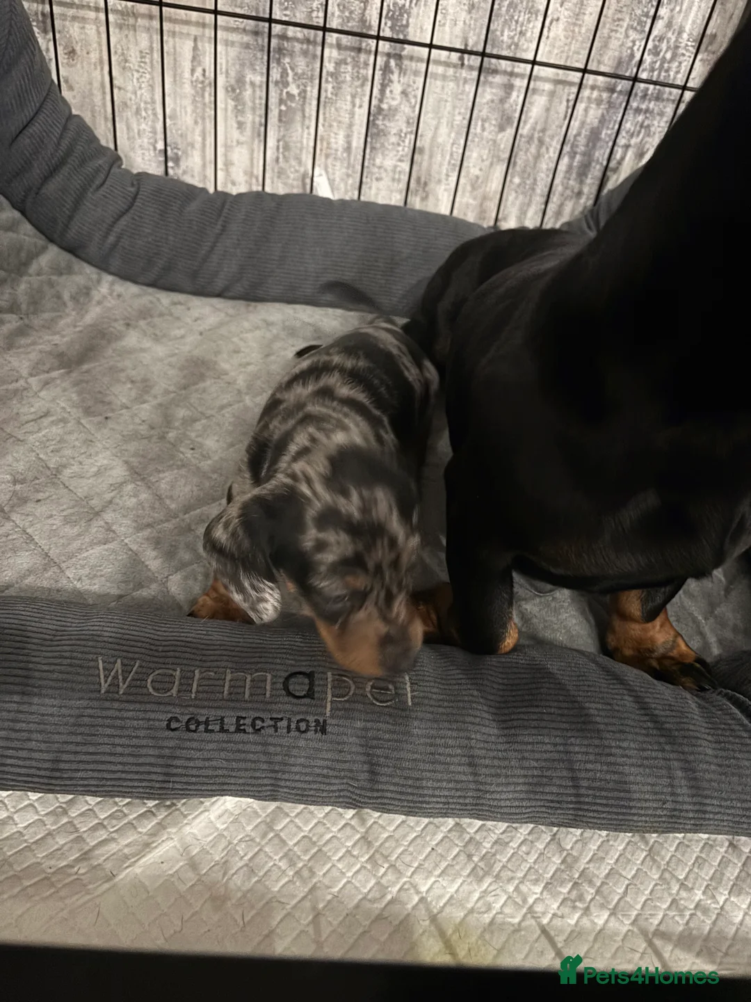 Dachshund dogs for sale: Miniature dashhound  - Advert 16