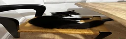 Mixed Breed cats for sale: Two lovely cats Tokyo and Ace in Walsall - Advert 5