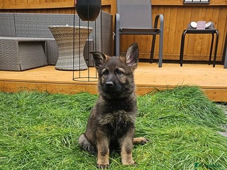 German Shepherd dogs - Advert 6